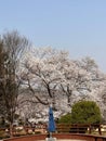 Beautiful pink cherry blossoms on the tree under blue sky, Beautiful Sakura flowers during spring season in the park, Floral Royalty Free Stock Photo