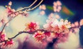 Beautiful pink cherry flower blossom on braches in spring, AI generated Royalty Free Stock Photo