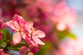 Beautiful pink cherry flower blossom Royalty Free Stock Photo