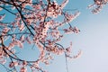 Beautiful pink cherry tree blossoms. Flowers in bloom, springtime