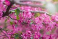 Beautiful pink cherry tree blossoms in sun lights at spring. Nature Royalty Free Stock Photo