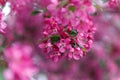 Beautiful pink cherry tree blossoms in sun lights at spring. Nature Royalty Free Stock Photo