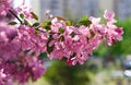 Beautiful pink cherry tree blossoms in sun lights at spring. Nature Royalty Free Stock Photo