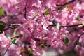 Beautiful pink cherry tree blossoms in sun lights at spring. Nature Royalty Free Stock Photo