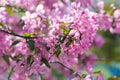 Beautiful pink cherry tree blossoms in sun lights at spring. Nature Royalty Free Stock Photo