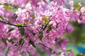 Beautiful pink cherry tree blossoms in sun lights at spring. Nature Royalty Free Stock Photo