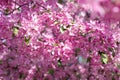 Beautiful pink cherry tree blossoms in sun lights at spring. Nature Royalty Free Stock Photo