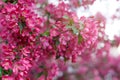 Beautiful pink cherry tree blossoms in sun lights at spring. Nature Royalty Free Stock Photo