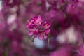 Beautiful pink cherry tree blossoms in sun lights at spring. Nature Royalty Free Stock Photo