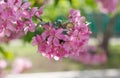 Beautiful pink cherry tree blossoms in sun lights at spring. Nature Royalty Free Stock Photo