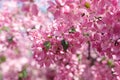 Beautiful pink cherry tree blossoms in sun lights at spring. Nature Royalty Free Stock Photo