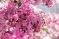Beautiful pink cherry tree blossoms in sun lights at spring. Nature Royalty Free Stock Photo