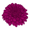 Beautiful pink chrysanthemum flower. effect watercolor isolated on white background.