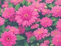 Beautiful pink chrysanthemum flower in garden - Vintage Filter