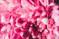 Beautiful pink chrysanthemum flower petals with water drops. Floral background. Macro, close up. Royalty Free Stock Photo