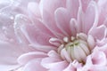 Beautiful pink chrysanthemum flower with water drops as background, macro view Royalty Free Stock Photo