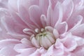Beautiful pink chrysanthemum flower with water drops as background, macro view Royalty Free Stock Photo