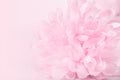 Beautiful pink chrysanthemum flowers in soft style for background Royalty Free Stock Photo