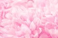 Beautiful pink chrysanthemum flowers in soft style for background Royalty Free Stock Photo