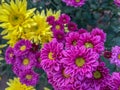 Beautiful pink chrysanthemum, hardy chrysanth, flowers nature background.