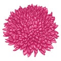 Beautiful pink chrysanthemum isolated on white background.