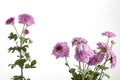 Beautiful Pink chrysanthemum isolated on white Royalty Free Stock Photo