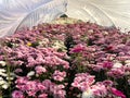 Beautiful pink chrysanthemums blooming in the greenhouse