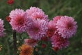 Beautiful pink chrysanthemums close up in autumn Sunny day in the garden. Autumn flowers. Flower head Royalty Free Stock Photo