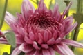 Beautiful pink chrysanthemums close up in autumn Sunny day in the garden. Autumn flowers. Flower head Royalty Free Stock Photo