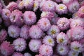 Beautiful pink chrysanthemums close up in autumn Sunny day in the garden. Autumn flowers. Flower head Royalty Free Stock Photo