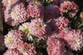 Beautiful pink chrysanthemums close up in autumn Sunny day in the garden. Autumn flowers. Flower head Royalty Free Stock Photo