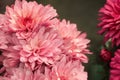 Beautiful pink chrysanthemums close up in autumn Sunny day in the garden. Autumn flowers. Flower head Royalty Free Stock Photo