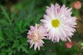 Beautiful pink chrysanthemums close up in autumn Sunny day in the garden. Autumn flowers. Flower head Royalty Free Stock Photo