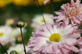Beautiful pink chrysanthemums close up in autumn Sunny day in the garden. Autumn flowers. Flower head Royalty Free Stock Photo