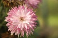 Beautiful pink chrysanthemums close up in autumn Sunny day in the garden. Autumn flowers. Flower head Royalty Free Stock Photo