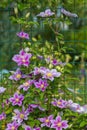Beautiful pink clematis close-up outdoors. Clematis cultivar `Piilu` Royalty Free Stock Photo