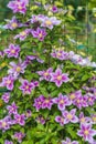 Beautiful pink clematis close-up outdoors. Clematis cultivar `Piilu` Royalty Free Stock Photo