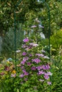 Beautiful pink clematis close-up outdoors. Clematis cultivar `Piilu` Royalty Free Stock Photo