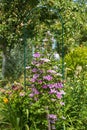 Beautiful pink clematis close-up outdoors. Clematis cultivar `Piilu` Royalty Free Stock Photo