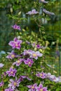 Beautiful pink clematis close-up outdoors. Clematis cultivar `Piilu` Royalty Free Stock Photo