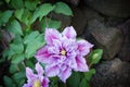 Beautiful pink clematis cultivar 'Piilu' Royalty Free Stock Photo