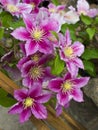 Beautiful pink clematis cultivar 'Piilu' Royalty Free Stock Photo