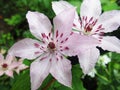 Beautiful pink clematis flower in the garden photo Royalty Free Stock Photo