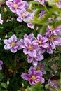 Beautiful pink Clematis flowers cultivar Piilu in summer garden Royalty Free Stock Photo