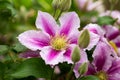 Beautiful pink Clematis flowers cultivar Piilu in summer garden Royalty Free Stock Photo