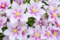 Beautiful pink clematis. Piilu Royalty Free Stock Photo