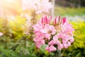 Beautiful pink cleome spinosa or pink spider flower in the garden for background Royalty Free Stock Photo