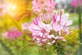 Beautiful pink cleome spinosa or spider flower in the garden Royalty Free Stock Photo