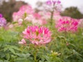 Pink cleome spinosa or spider flower in the garden Royalty Free Stock Photo