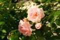 Beautiful, pink, climbing rose